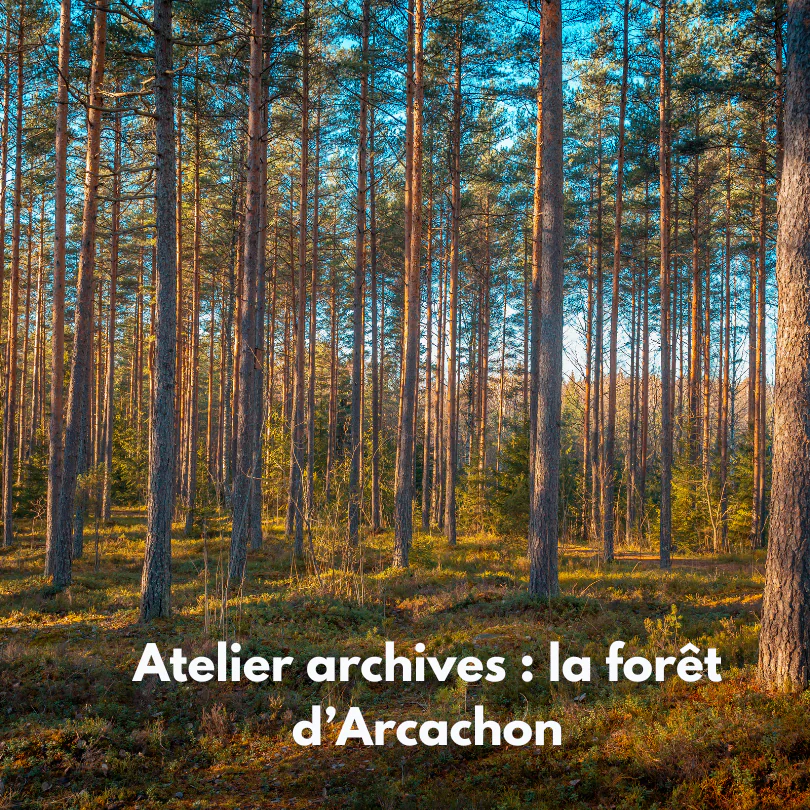 Atelier archives la forêt d'Arcachon