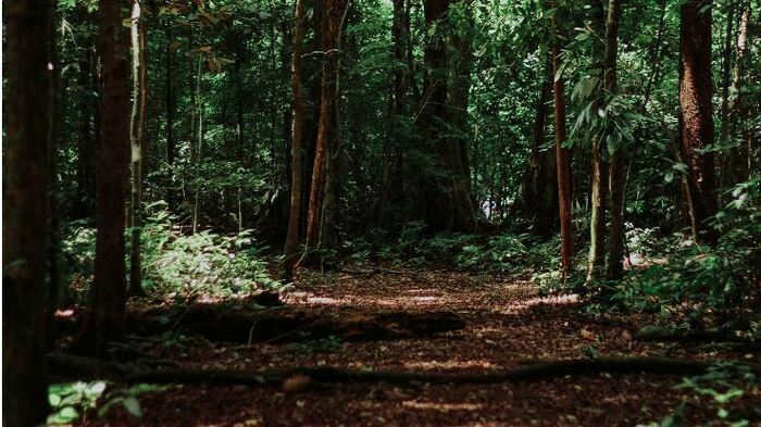 Sortie nature « Promenons-nous dans les bois » Bois des Naudières Rezé