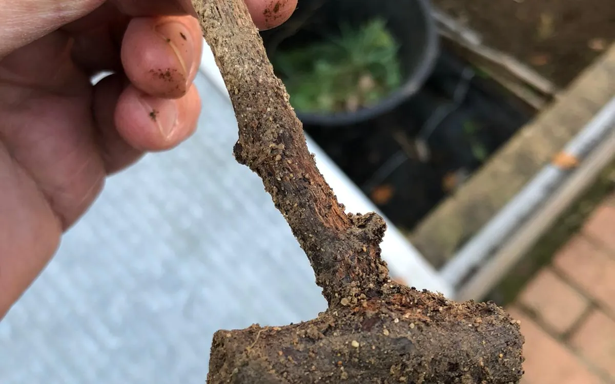 Bouture de bois à sec Maison du Jardinage - Pôle ressource Jardinage Urbain Paris 12ème