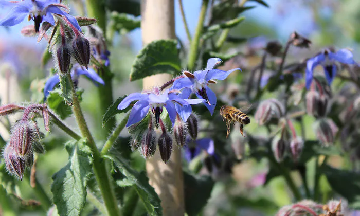 Grand débat bio sur le thème de la biodiversité Caisse régionale du Crédit agricole de l'Anjou et du Maine