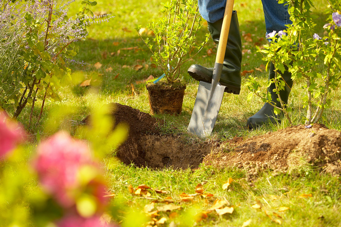 Plantation participative de haies bocagères Commune de St-Aignan de Grand Lieu Saint-Aignan-Grandlieu