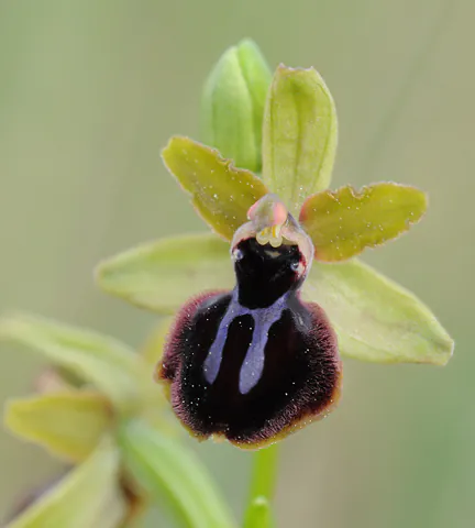 expo-orchidées