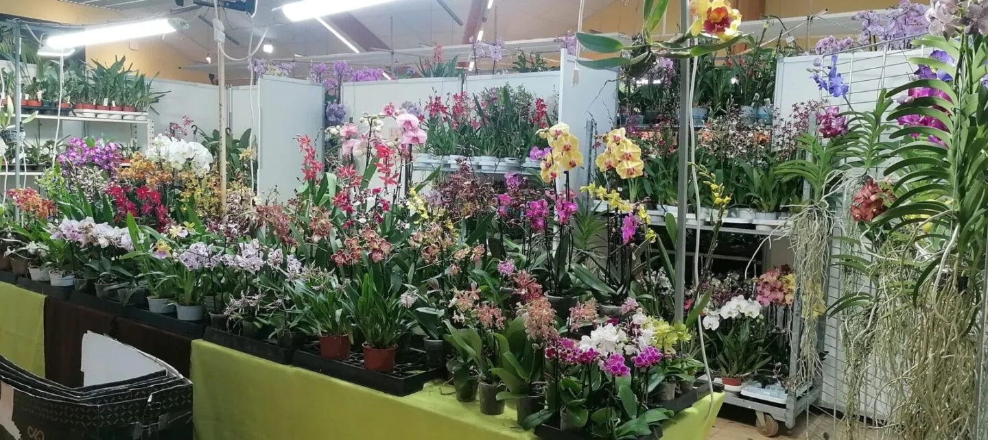 expo - orchidées