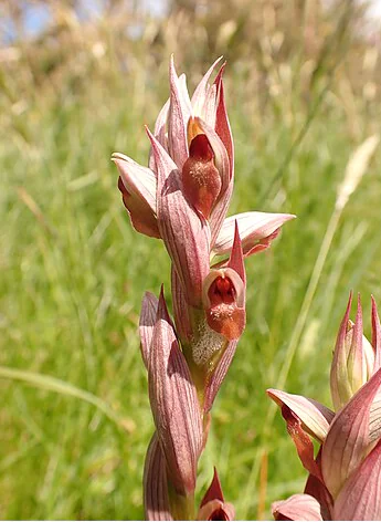 expo-orchidées