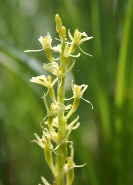 expo - orchidées