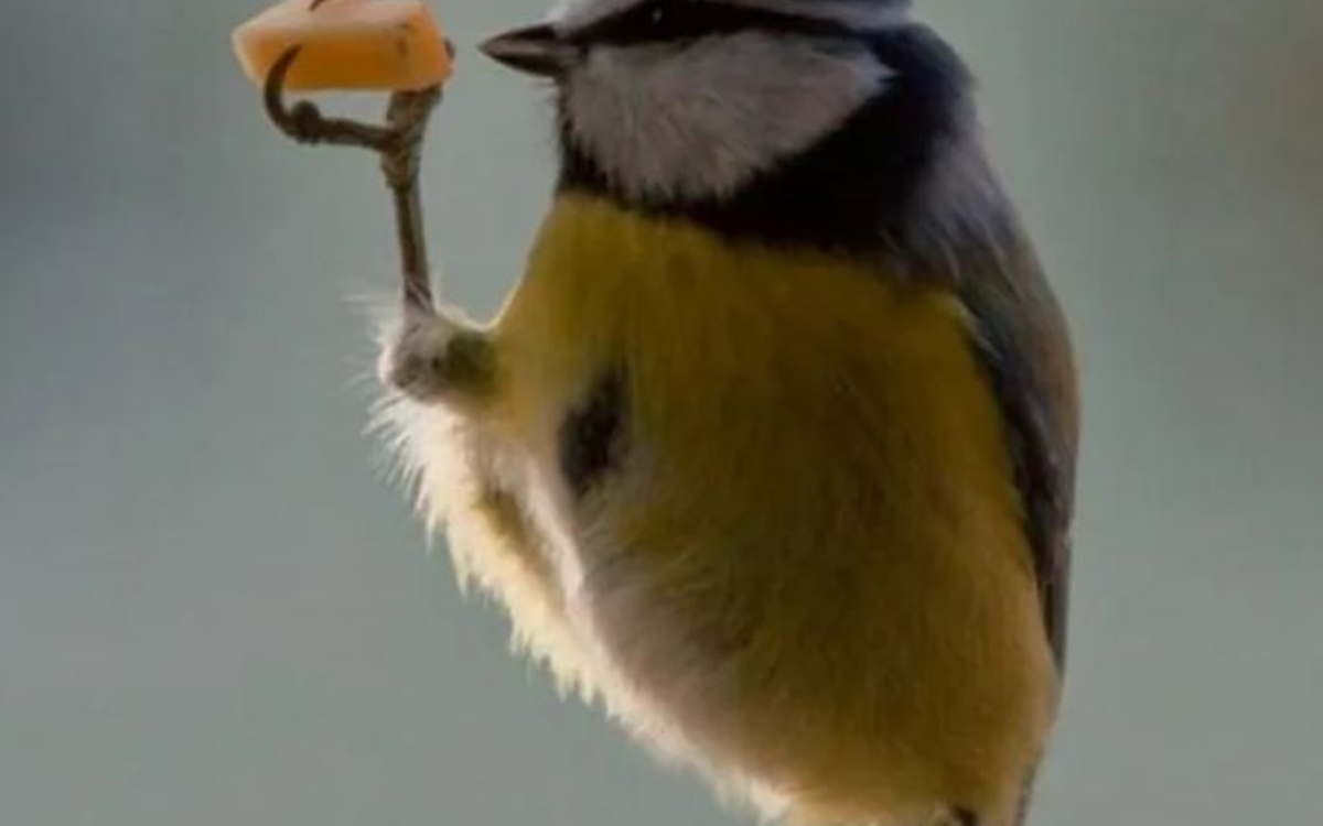 Faut-il nourrir les oiseaux ? Maison Paris Nature Paris