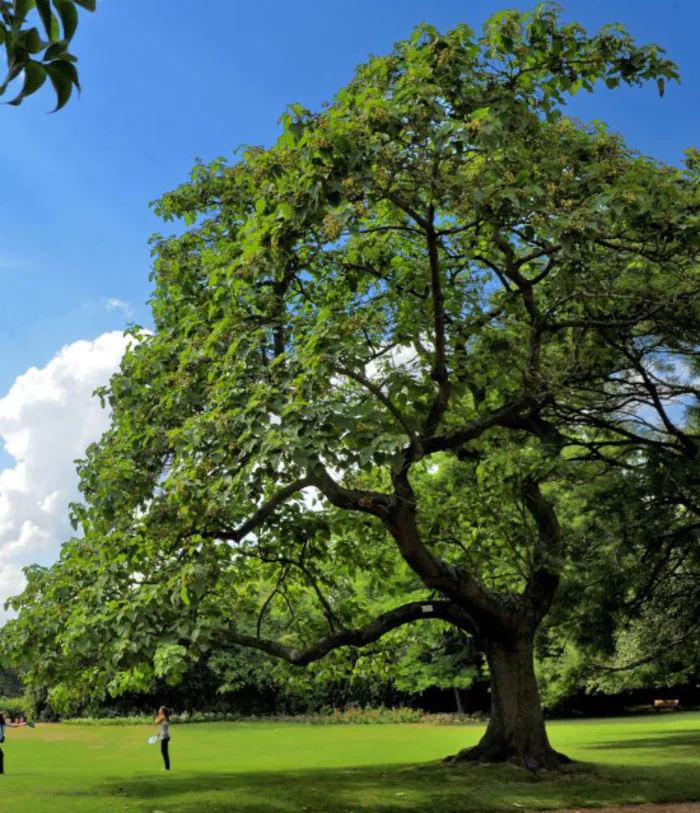 A la rencontre des arbres du Jardin des plantes Jardin des Plantes