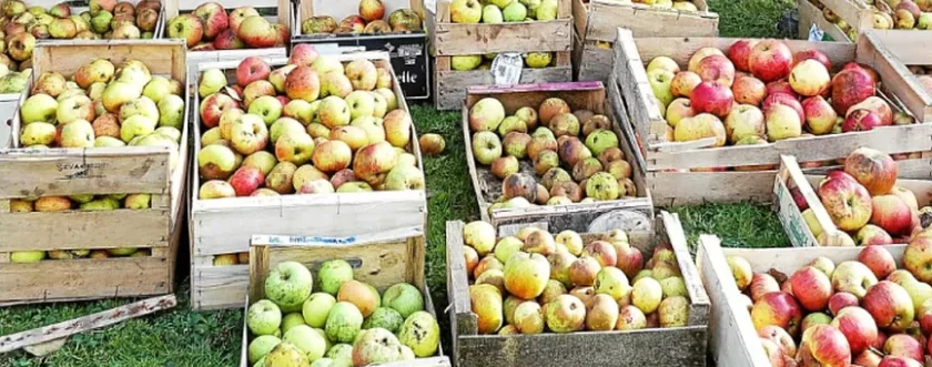 la pomme et le cidre