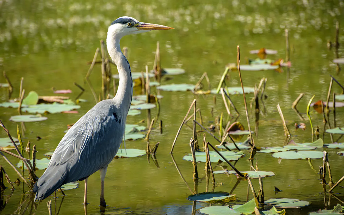 Les balades de la LPO à la découverte des oiseaux parisiens