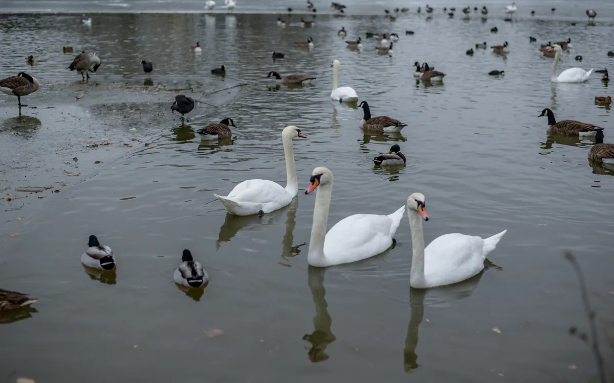 Les oiseaux du lac Daumesnil Maison Paris Nature Paris