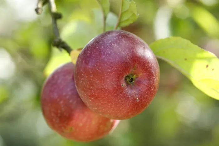 Les pommes de l'écomusée au TNB théâtre national de Bretagne Rennes