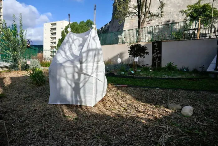 Comment les plantes passent l’hiver ? Les Terrasses du Bosquet Alès