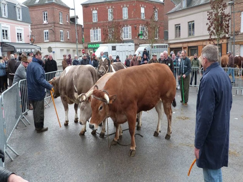 Foire Saint André de Livarot Concours d'animaux de viande et dégustation de tripes