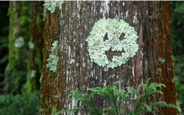 Atelier « Le visage de mon arbre » Maison du Développement Durable Rezé