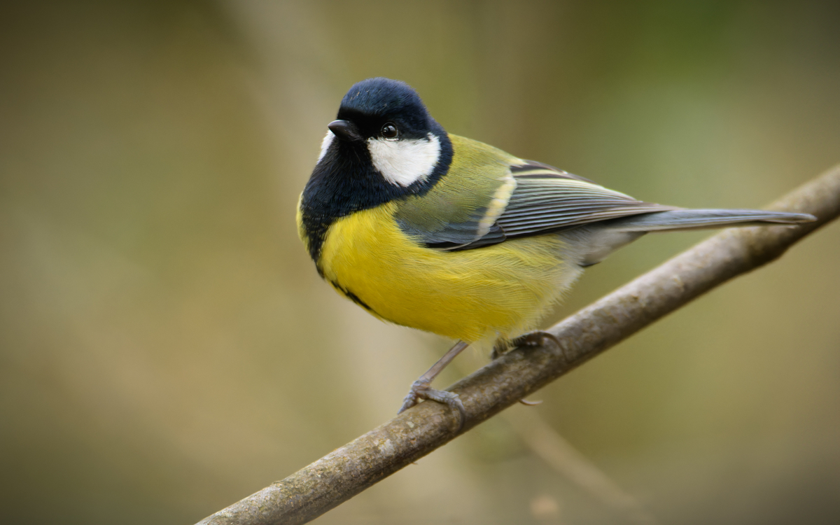 Oiseaux des jardins Maison Paris Nature Paris