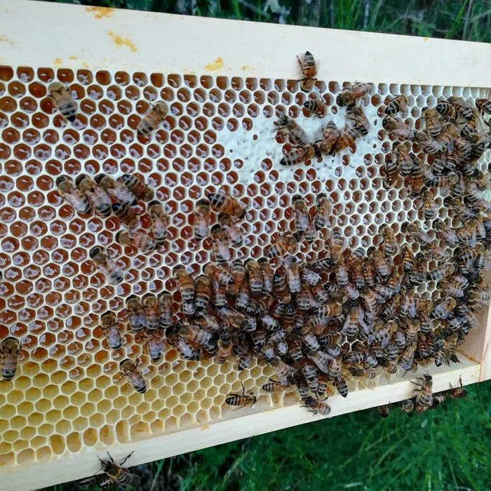 Découverte de l'apiculture et des produits de la ruche O'pré des Paysans Blois