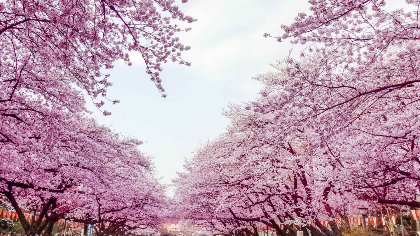 parc Ueno amelie nothomb