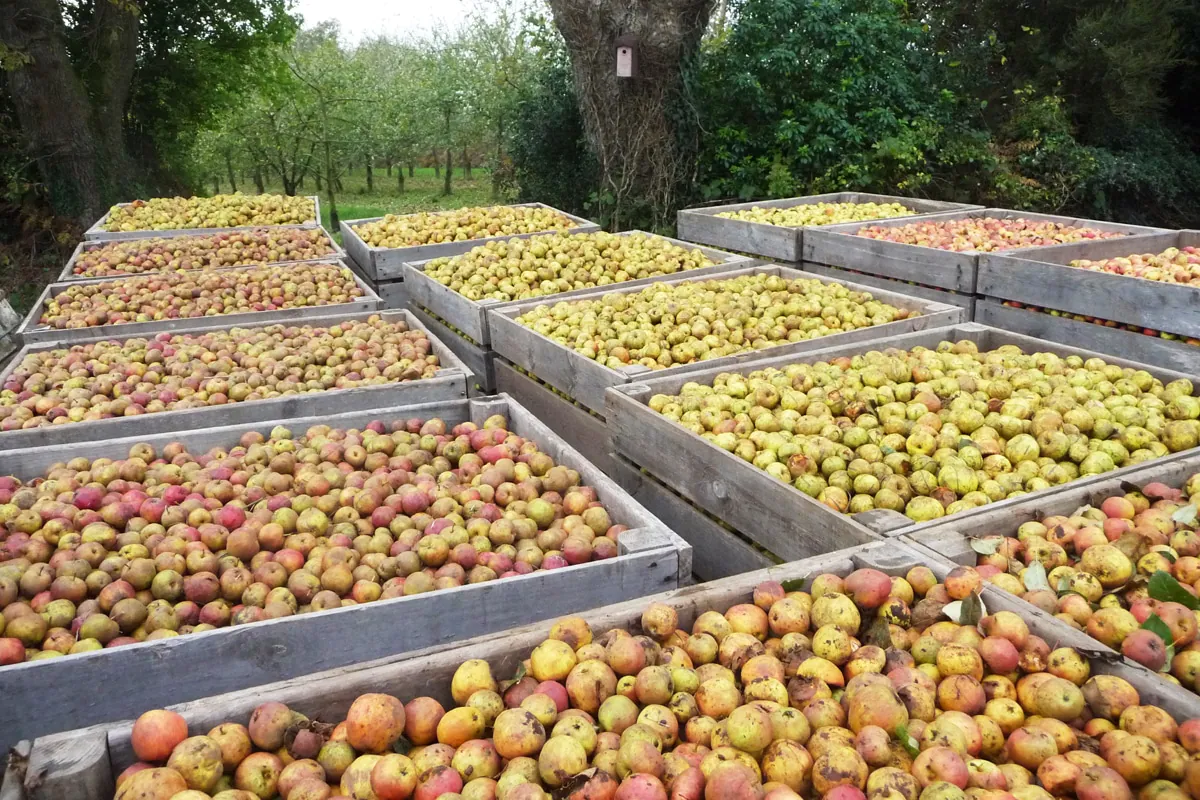 la pomme et le cidre