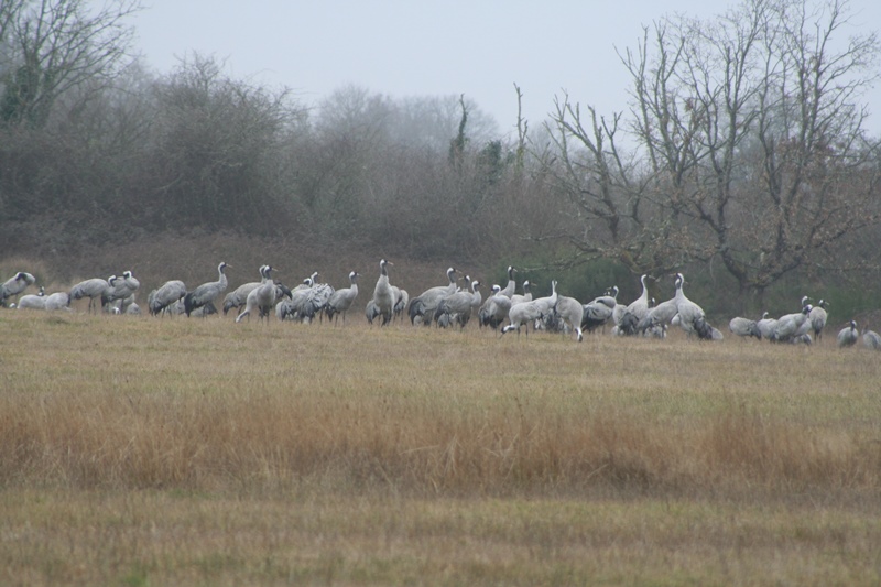 Grues cendrées