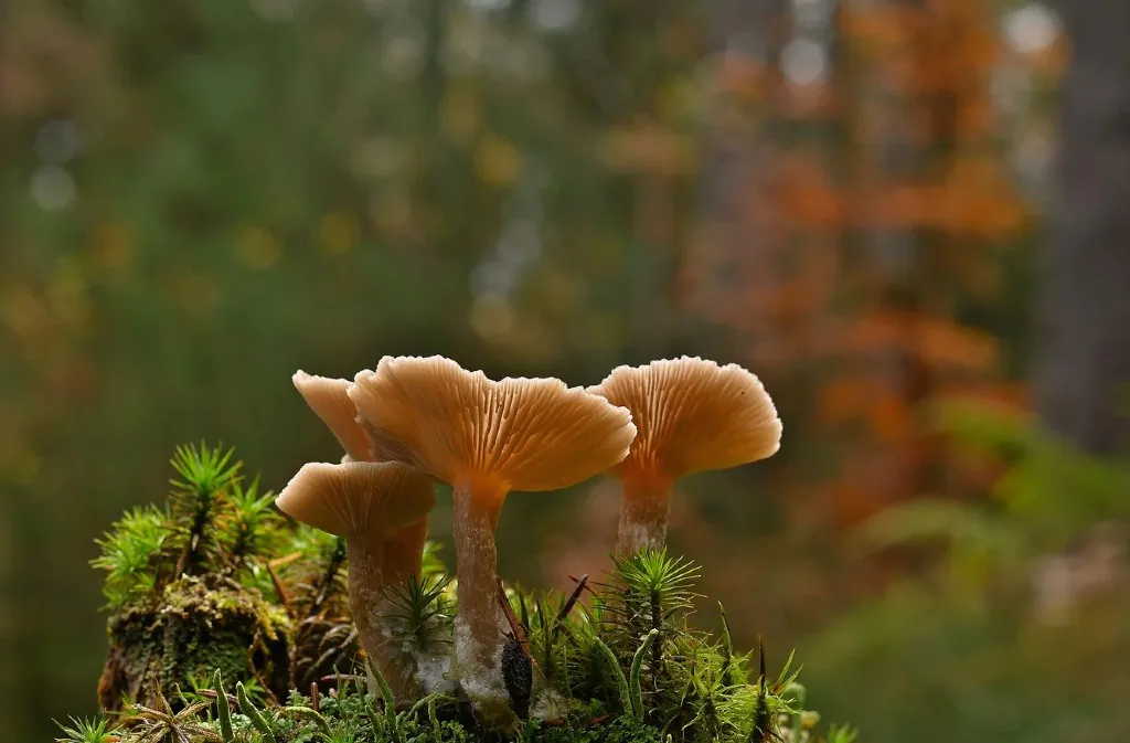 Sortie et exposition de champignons