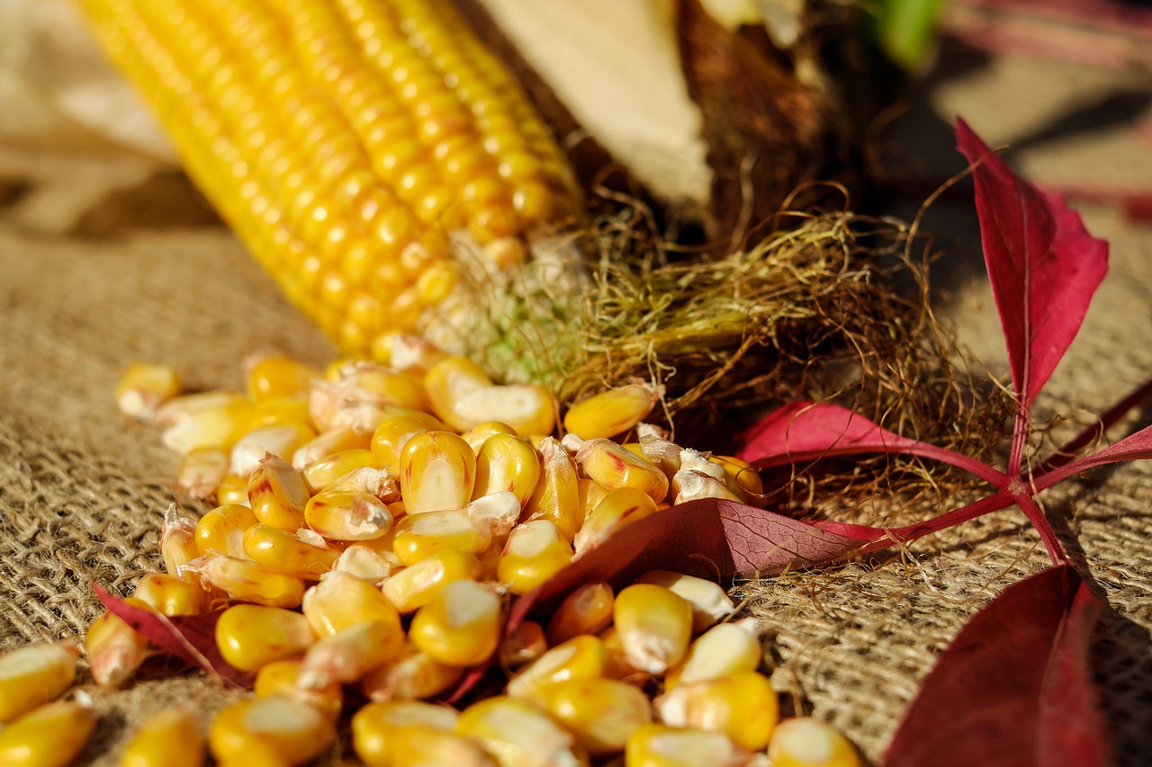 Conférence Sécurité alimentaire