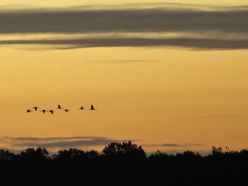 Conférence "Les Grues cendrées en Brenne"