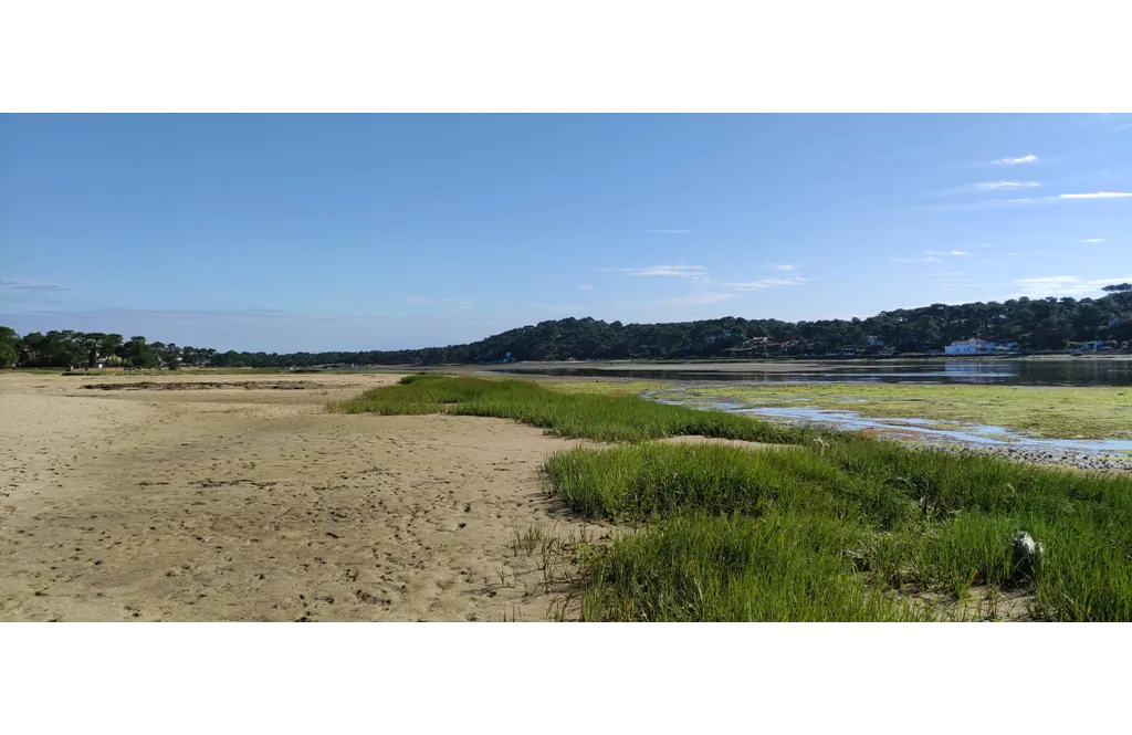 Sur les bords du lac découverte de la laisse de mer et des plantes