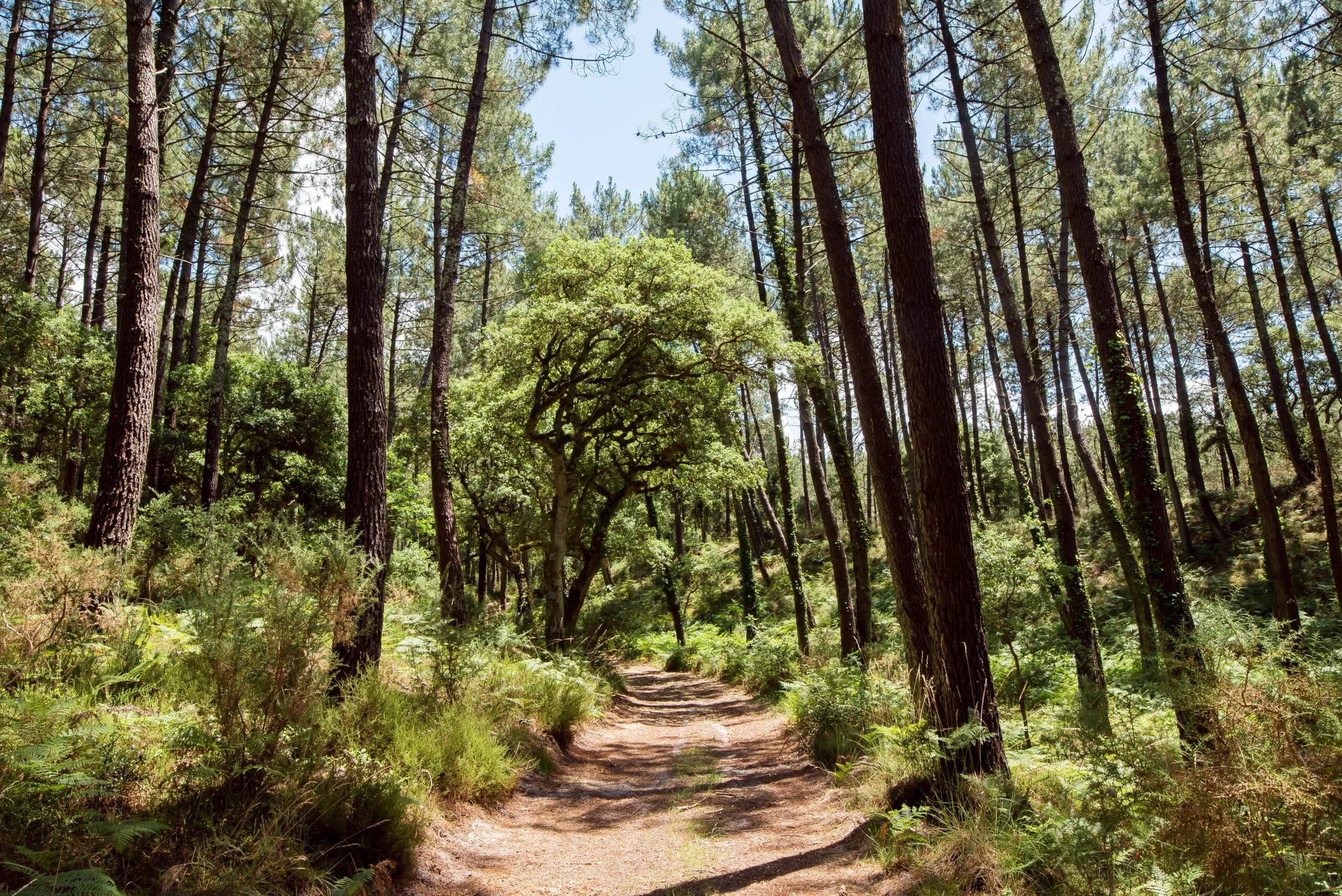 Chasse au trésor sensorielle sur les champignons ou les plantes en forêt d'Hargous