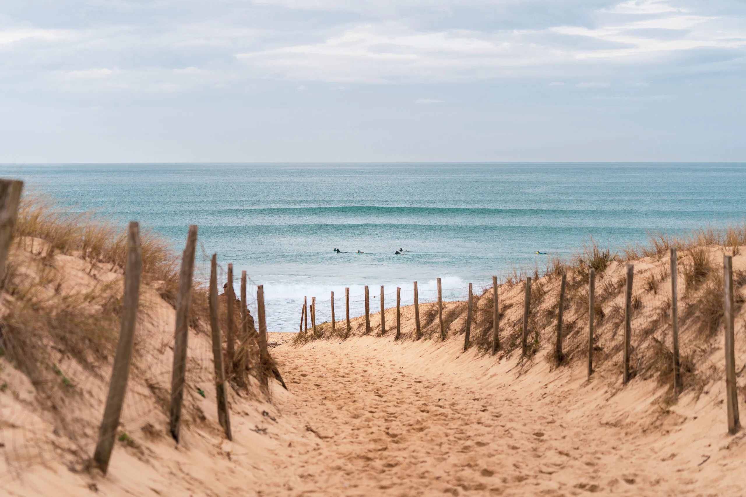 Découverte des plantes des dunes à Hossegor