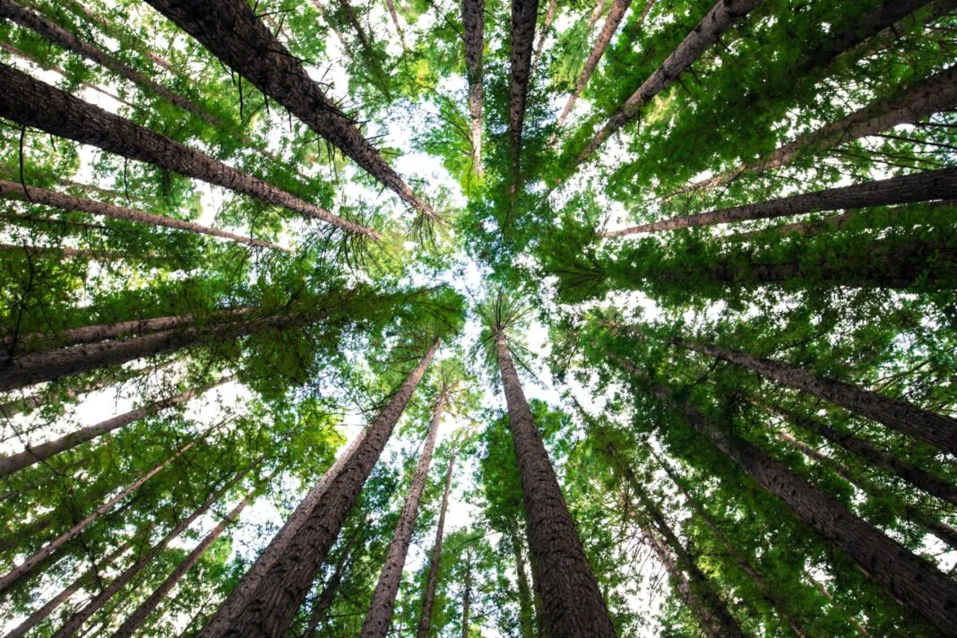 peter Wohlleben vie secrete arbres