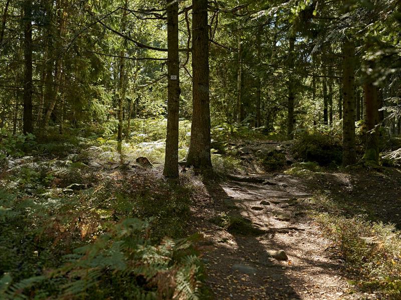 Circuit rando C30 Entre Rothau et le Château de Salm Rothau Grand Est