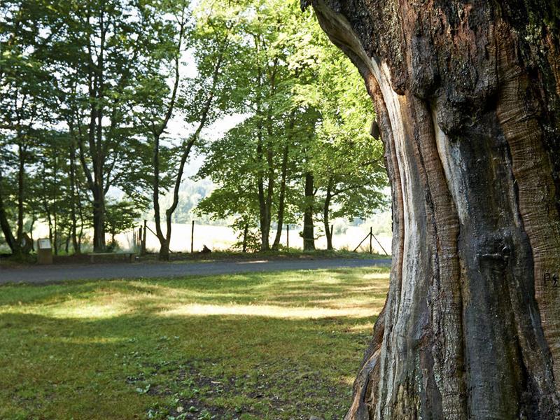 Circuit poussettes C08 Promenade au parc d'Albay Rothau Grand Est