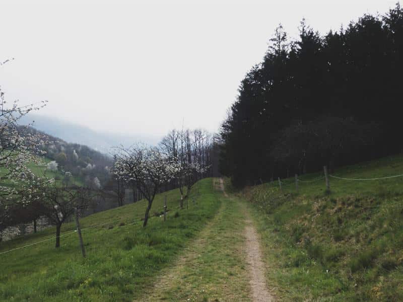 Randonnée Entre vignoble et vergers Triembach-au-Val Grand Est