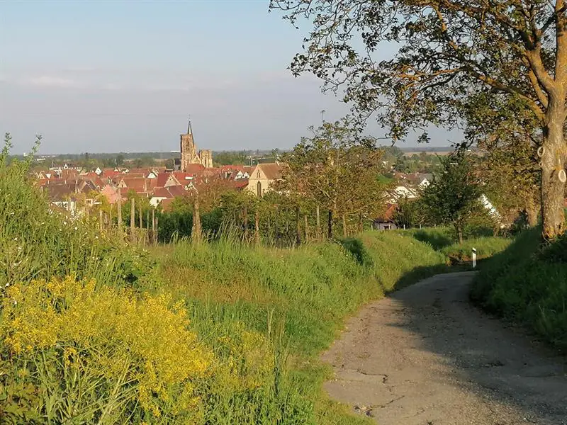 La promenade du Grand Cru Vorbourg Rouffach Grand Est