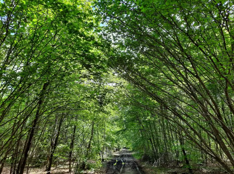 Le sentier forestier de Froidmont Saint-Félix Hauts-de-France