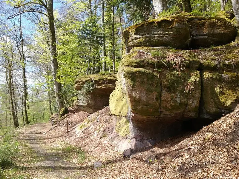 N°18 LE HAUT DU BOIS Docelles Grand Est