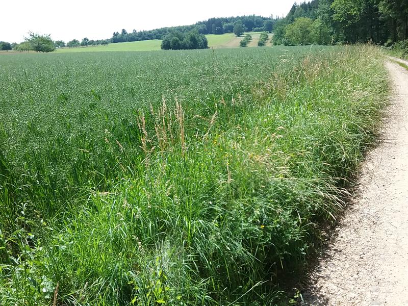 N°25 LE SENTIER DU BIEN-ETRE Fremifontaine Grand Est