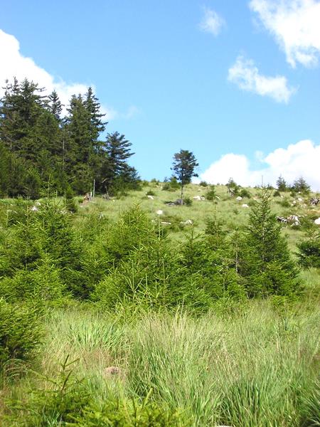 Circuit des chenaux (n°22) Senones Grand Est