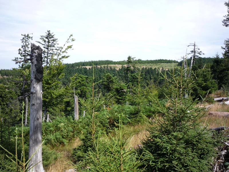 Circuit les rouges terres (n°14) Moussey Grand Est