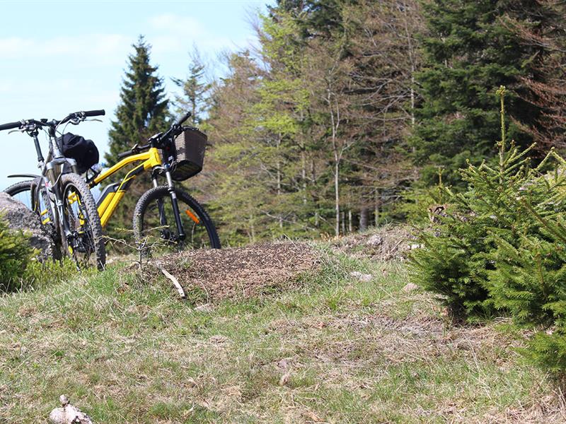 Circuit vtt n°12 au pied du donon Raon-sur-Plaine Grand Est