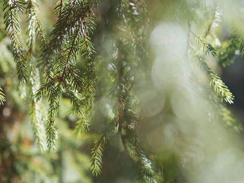 Sentier decouverte des fossottes La Salle Grand Est
