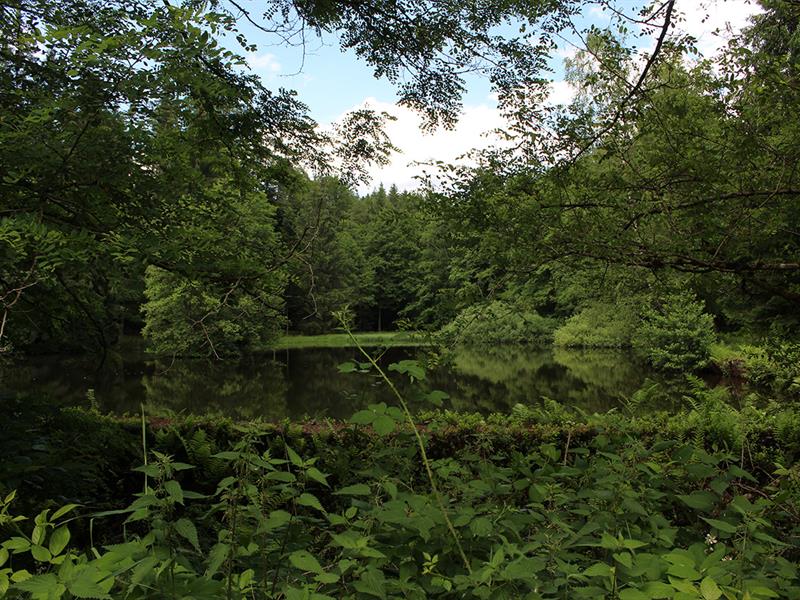 Balade randoland Mortagne Grand Est