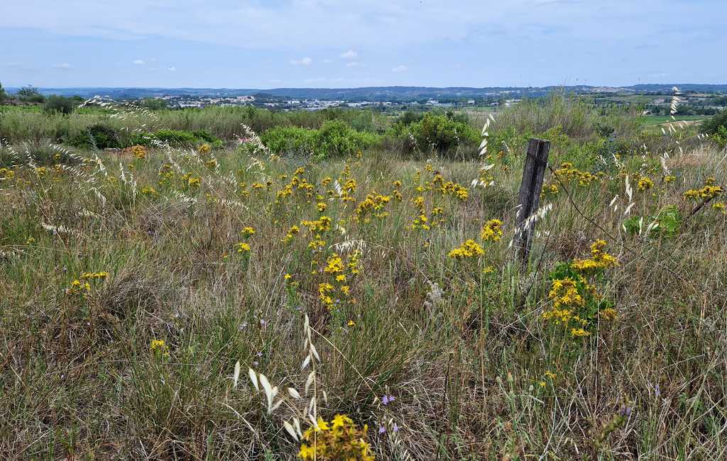 RANDONNEE A LA DECOUVERTE DE L'ORCHIDEE SAUVAGE Tourbes Occitanie