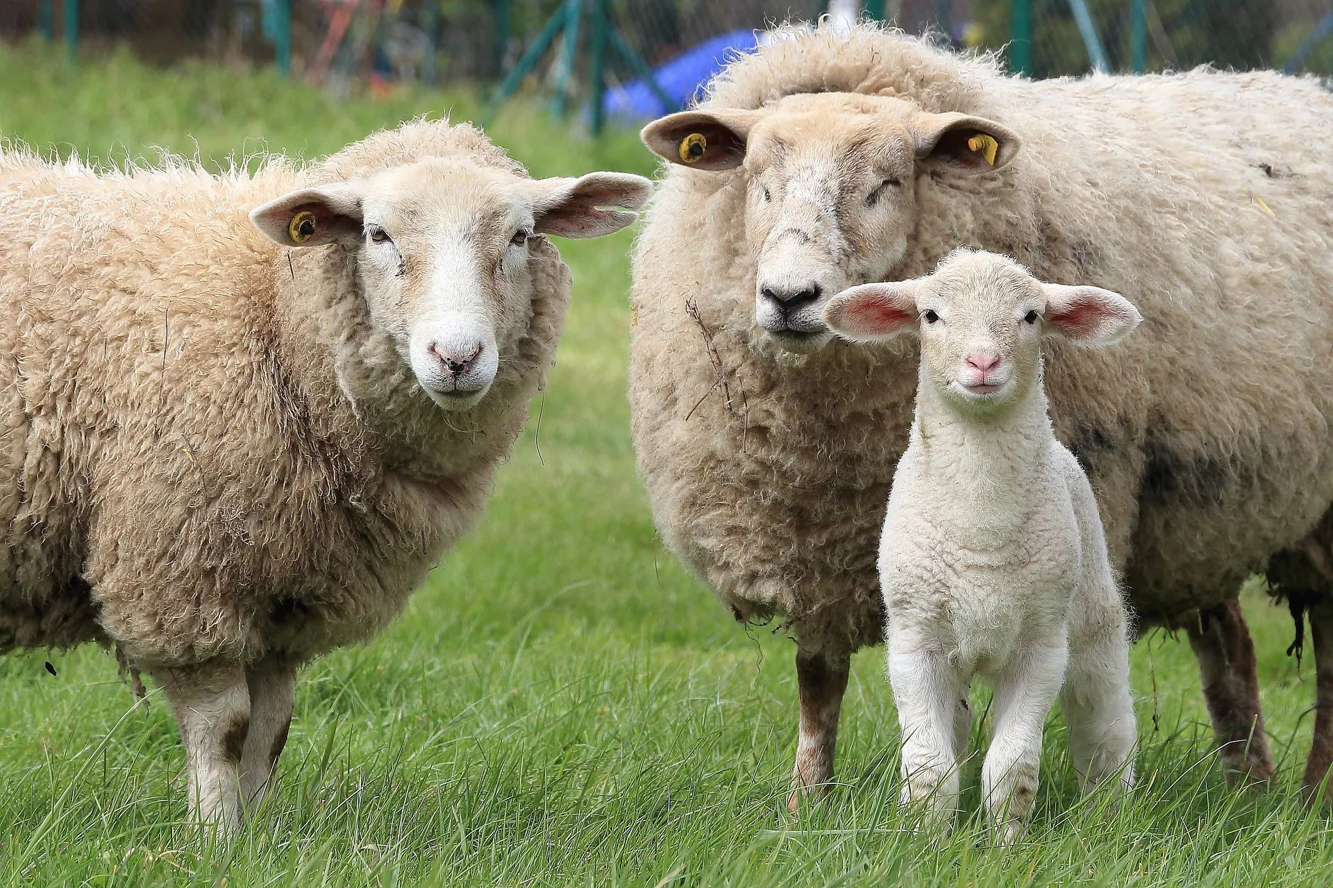 Salon national du mouton Tech-Ovin 14ème édition