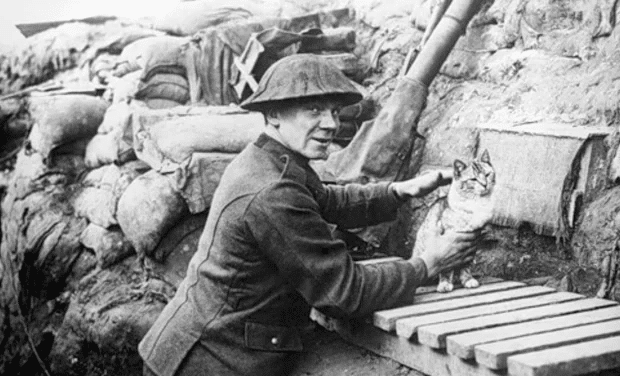 Bêtes des tranchées