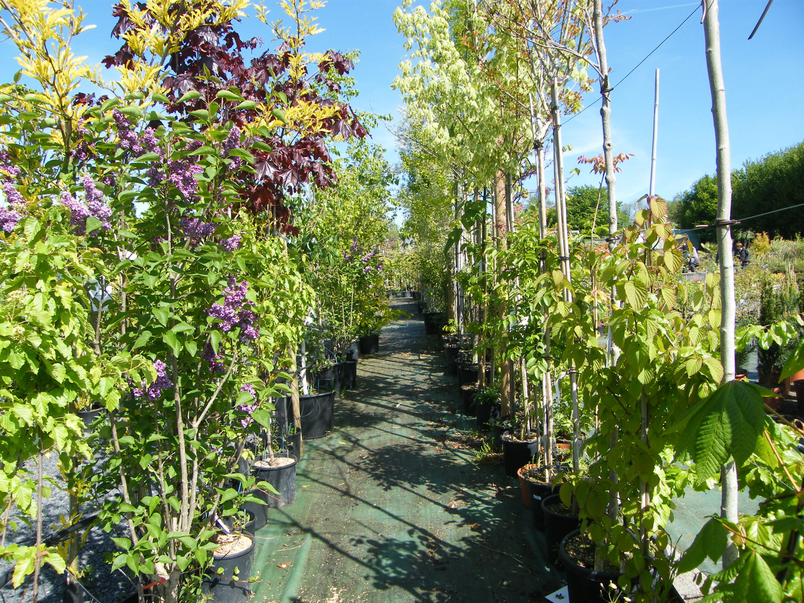 Portes ouvertes aux jardins d'Ordesa