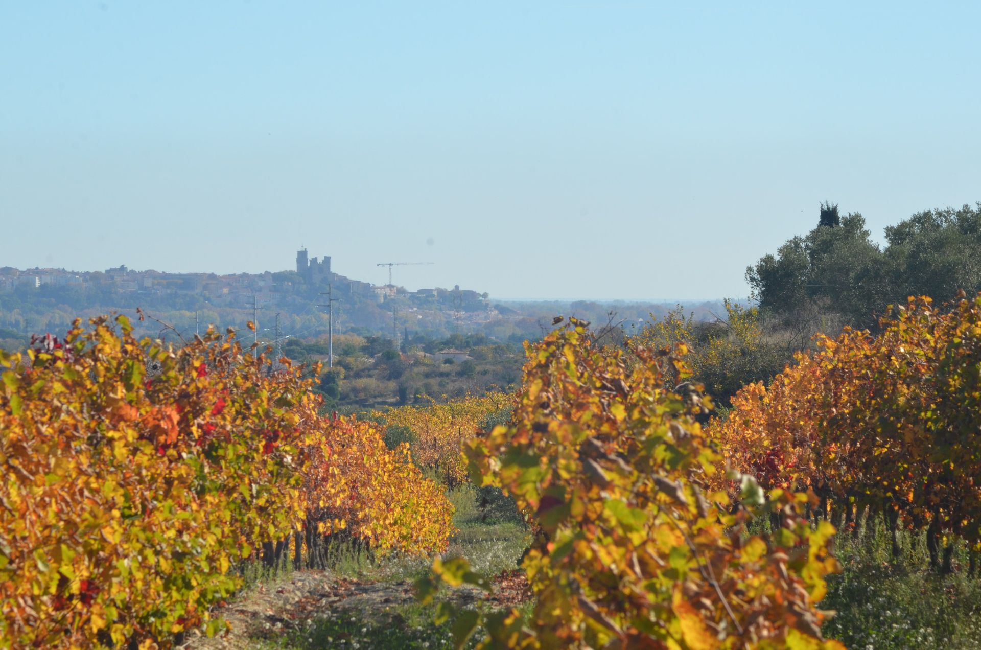 OENORANDO® SUR LES TRACES DES VIGNERONS LIBRES Maraussan Occitanie