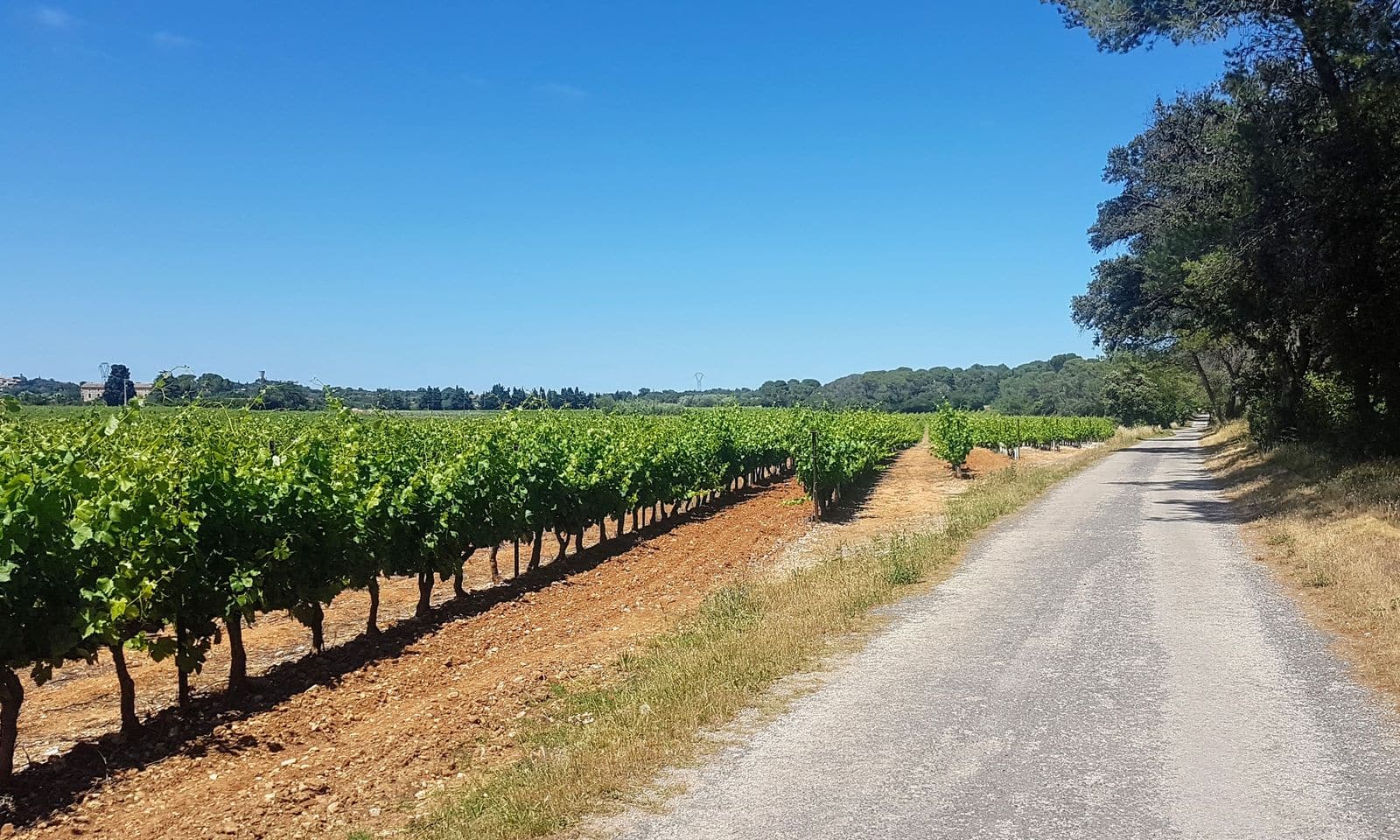 BOUCLE CYCLO N°1 CASTRIES ET LA PLAINE DE LUNEL Baillargues Occitanie