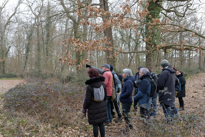 Initiation aux chants d'oiseaux forestiers