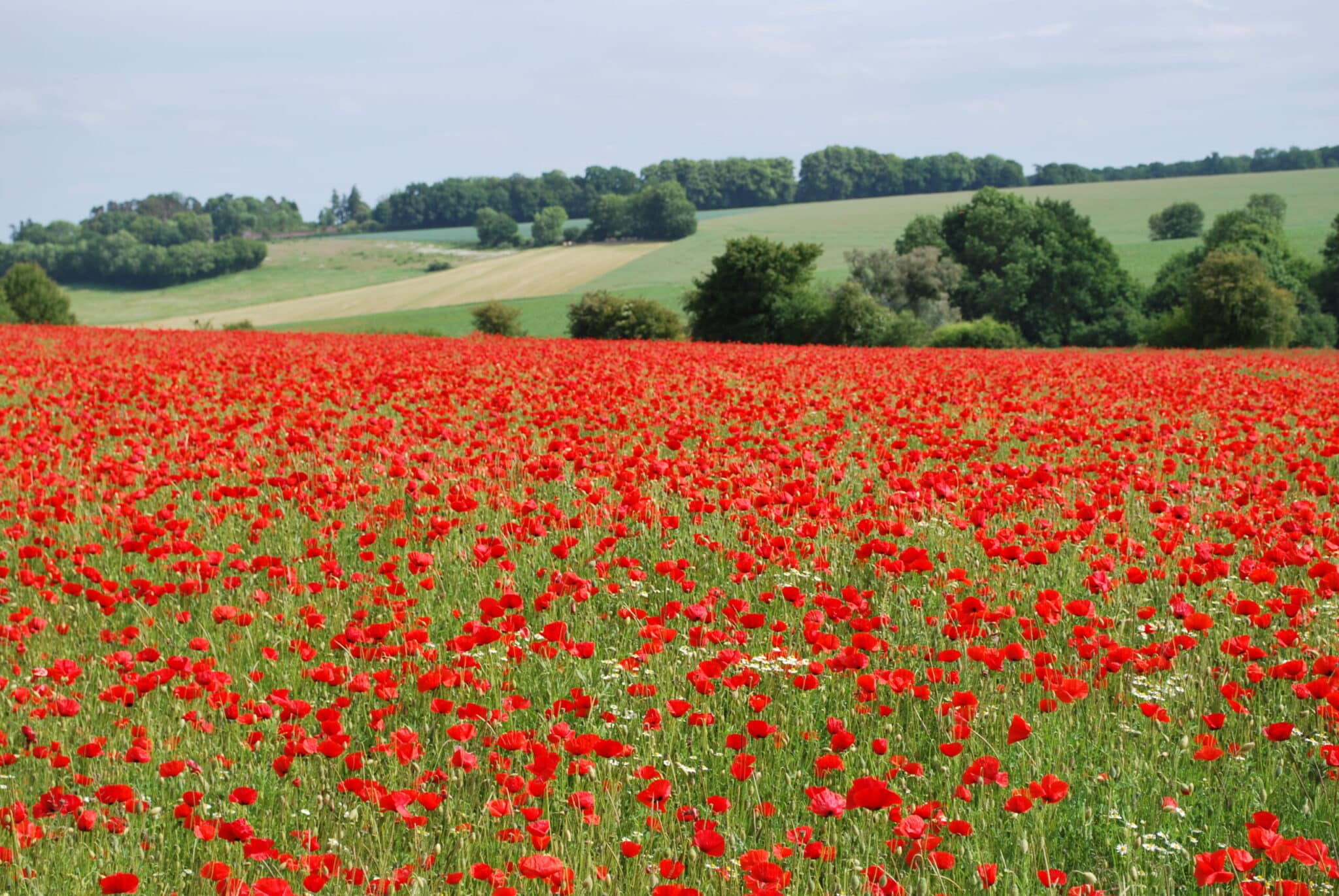 Via Romana (variante) Saint-Samson-la-Poterie Hauts-de-France